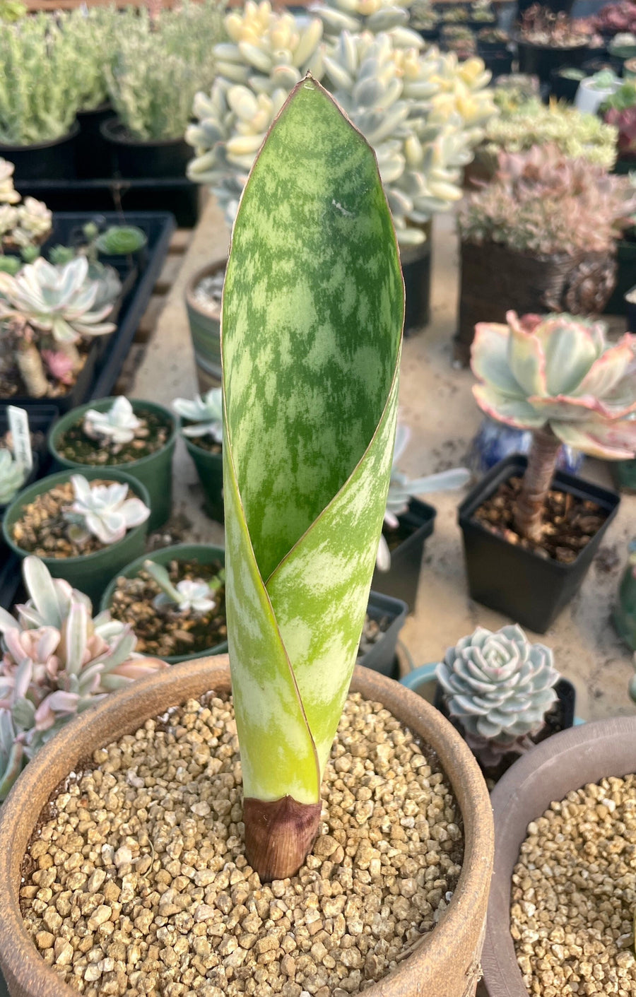 Rare Succulents - Sansevieria masoniana whale fin (6”-10”)