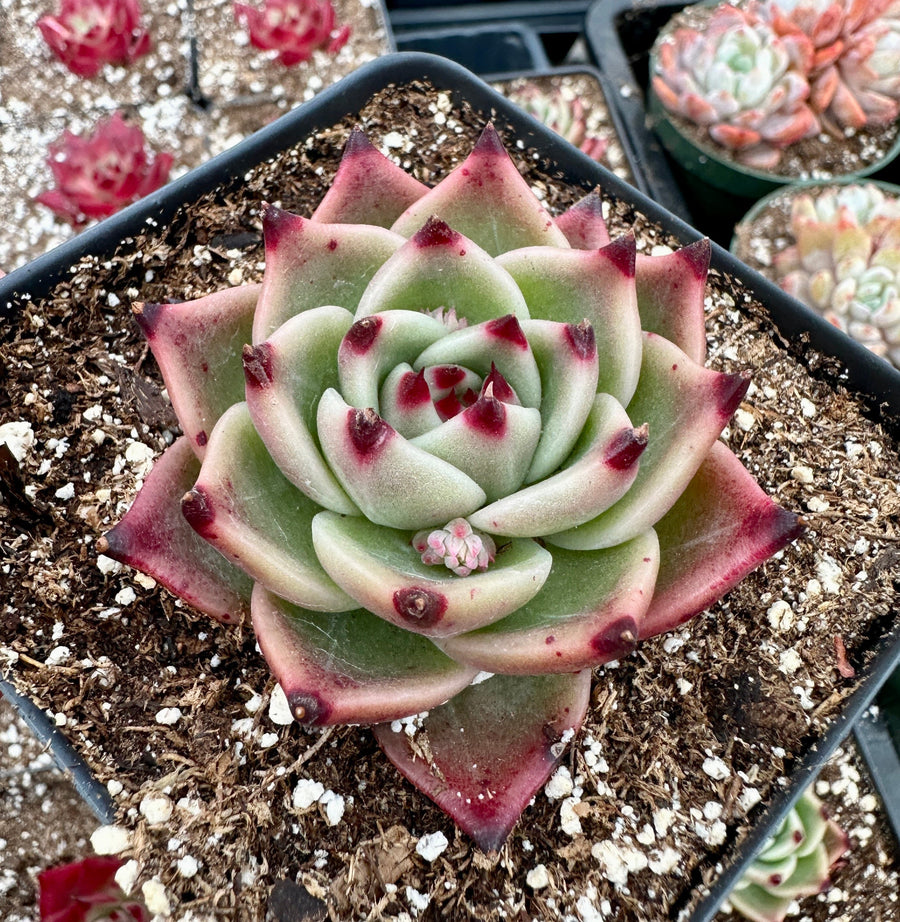 Rare Succulents - Echeveria Agavoides Blue Dragon