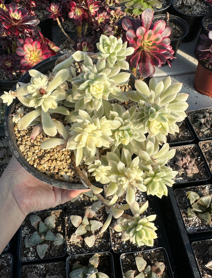 Rare Succulents - Sedeveria Markus White Variegata (6” pot)