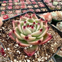 Rare Succulents - Echeveria Agavoides Blue Dragon