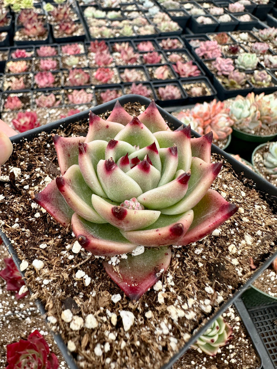 Rare Succulents - Echeveria Agavoides Blue Dragon