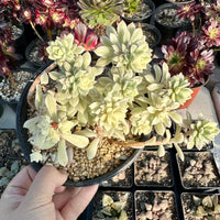 Rare Succulents - Sedeveria Markus White Variegata (6” pot)