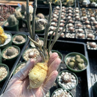 Rare Cactus - Astrophytum caput-medusae Seed Grown