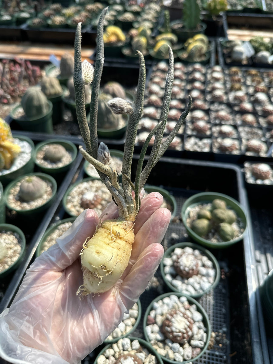 Rare Cactus - Astrophytum caput-medusae Seed Grown