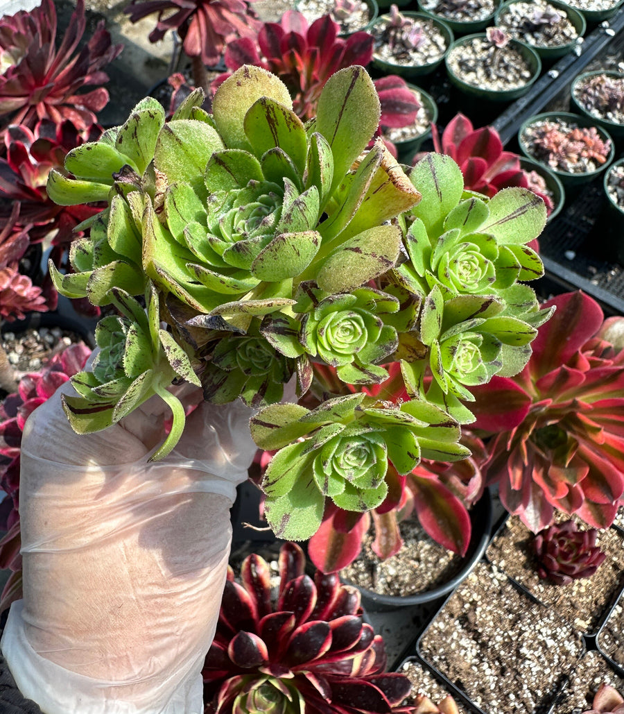 Rare Succulents - Aeonium Yugiri Cluster