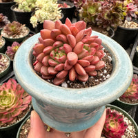 Rare Succulents - Sedeveria Pink Ruby Cluster (2.5”)