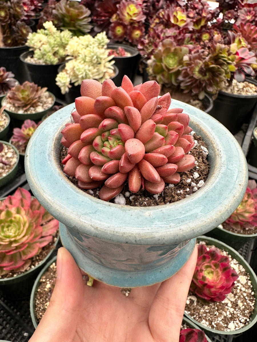 Rare Succulents - Sedeveria Pink Ruby Cluster (2.5”)