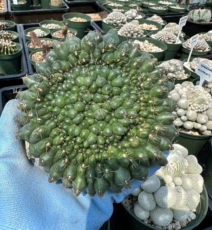 Rare Cactus - Gymnocalycium Baldianum Crested