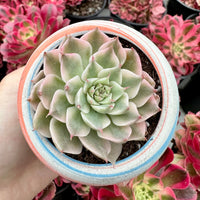 Rare Succulents - Echeveria Halbingeri Variegated (2.5”)