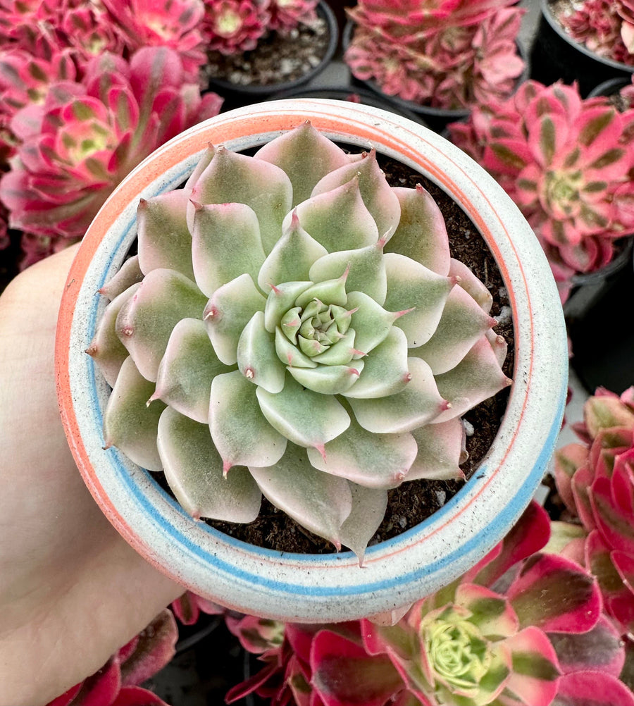 Rare Succulents - Echeveria Halbingeri Variegated (2.5”)