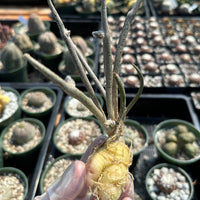 Rare Cactus - Astrophytum caput-medusae Seed Grown