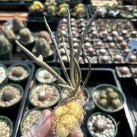 Rare Cactus - Astrophytum caput-medusae Seed Grown