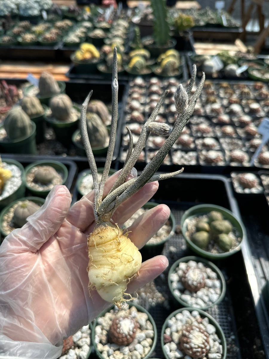 Rare Cactus - Astrophytum caput-medusae Seed Grown