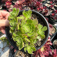 Rare Succulents - Aeonium Yugiri Cluster