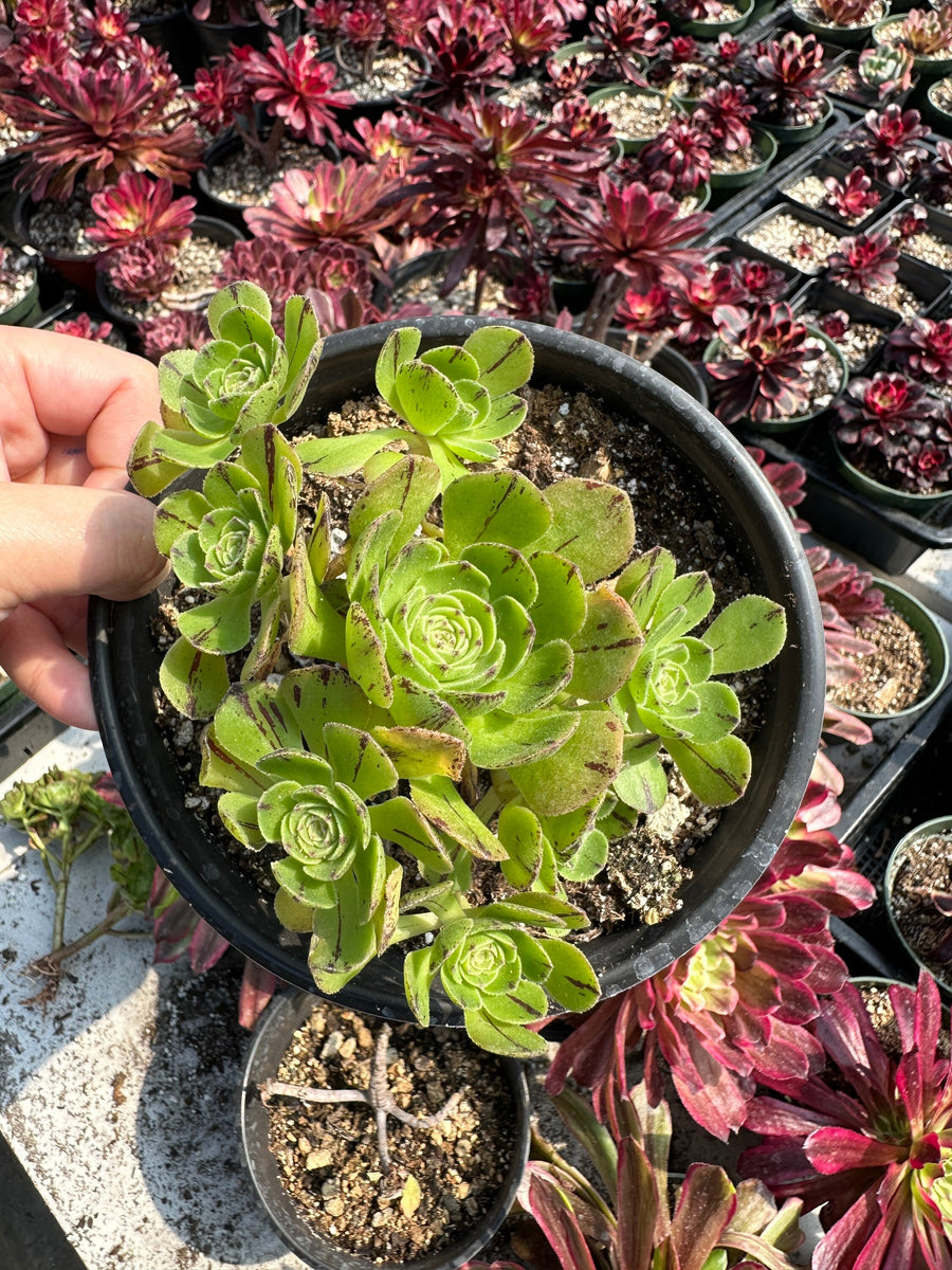 Rare Succulents - Aeonium Yugiri Cluster