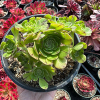 Rare Succulents - Aeonium Yugiri Cluster