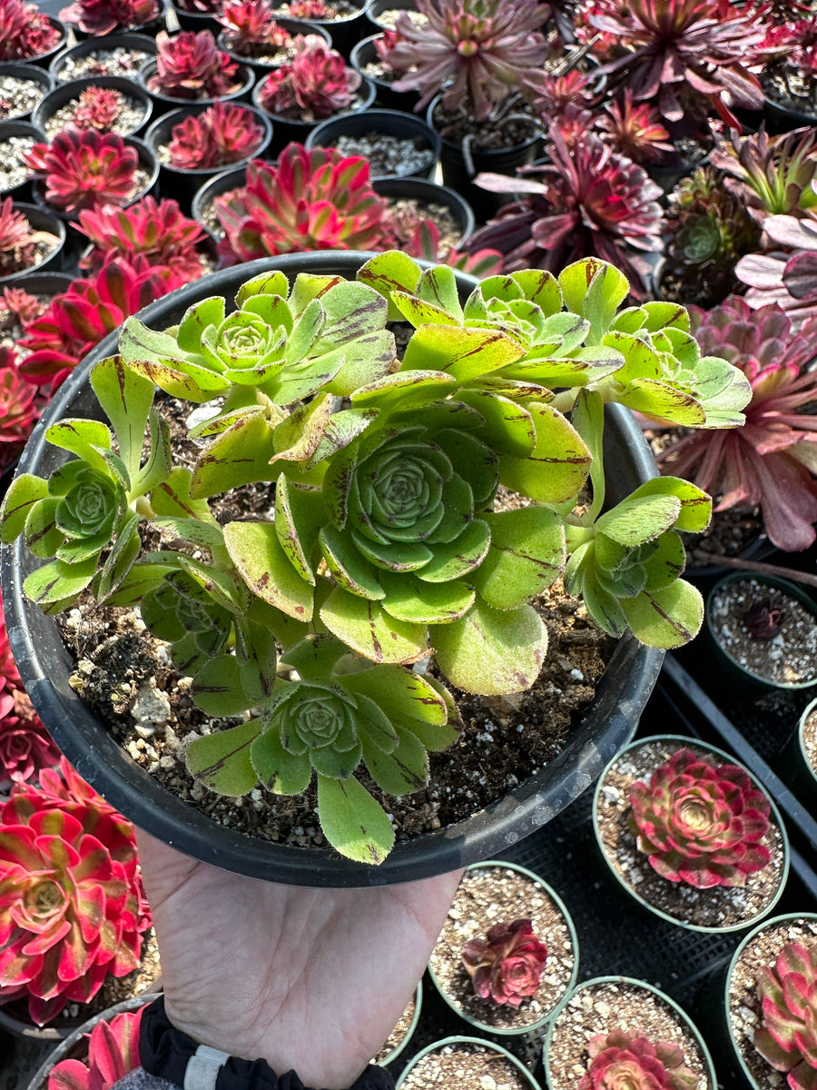 Rare Succulents - Aeonium Yugiri Cluster