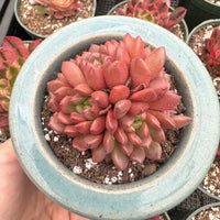 Rare Succulents - Sedeveria Pink Ruby Cluster (2.5”)