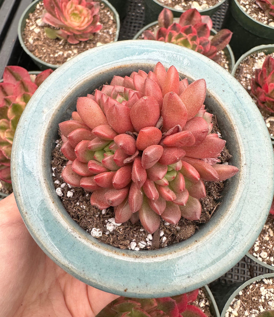 Rare Succulents - Sedeveria Pink Ruby Cluster (2.5”)