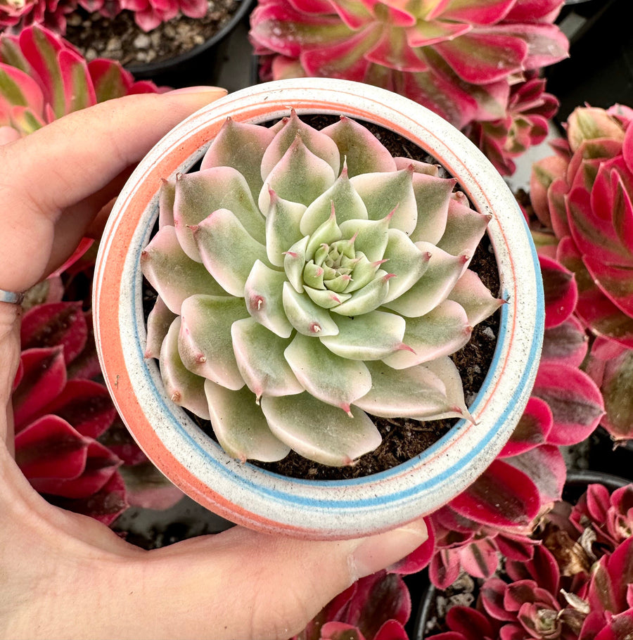 Rare Succulents - Echeveria Halbingeri Variegated (2.5”)