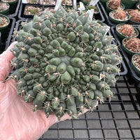 Rare Cactus - Gymnocalycium Baldianum Crested