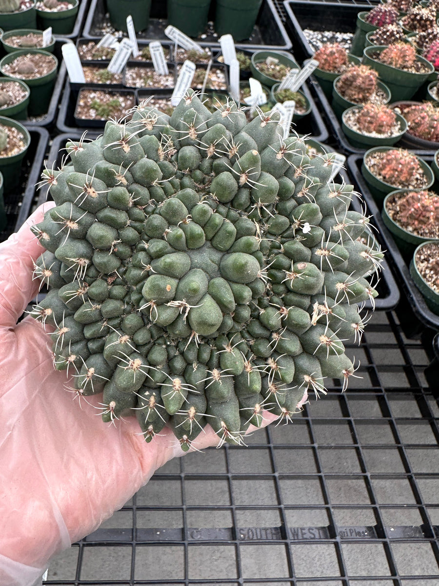 Rare Cactus - Gymnocalycium Baldianum Crested