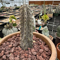 Rare Euphorbia - Euphorbia Abdelkuri grey small (4"-6" tall)