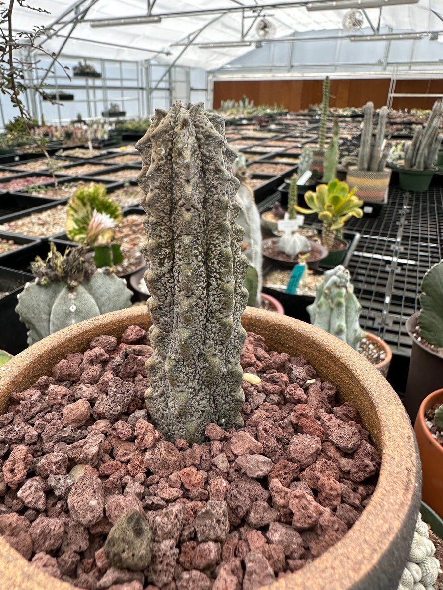 Rare Euphorbia - Euphorbia Abdelkuri grey small (4