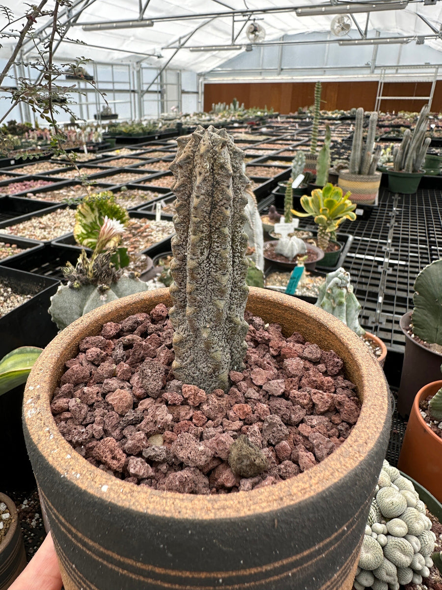 Rare Euphorbia - Euphorbia Abdelkuri grey small