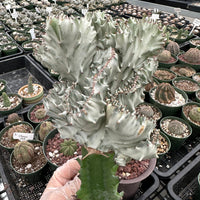 Rare Euphorbia - Euphorbia Lactea cristata variegated grey