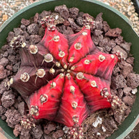 Rare Cactus - Gymnocalycium Mihanovichii Var. Friedrichii Variegata