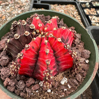 Rare Cactus - Gymnocalycium Mihanovichii Var. Friedrichii Variegata