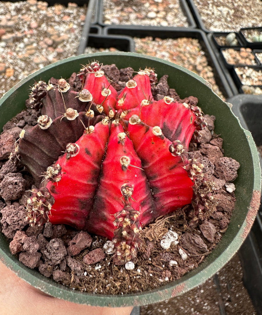 Rare Cactus - Gymnocalycium Mihanovichii Var. Friedrichii Variegata