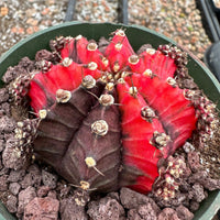 Rare Cactus - Gymnocalycium Mihanovichii Var. Friedrichii Variegata