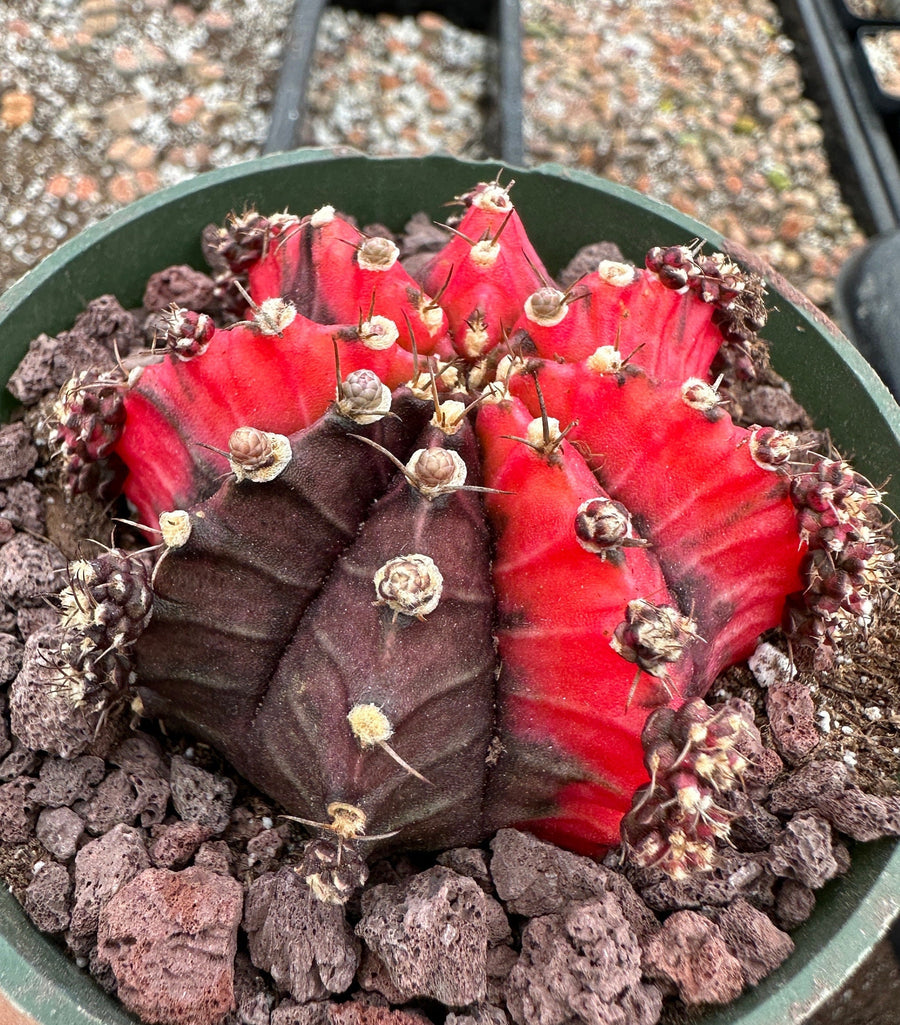 Rare Cactus - Gymnocalycium Mihanovichii Var. Friedrichii Variegata