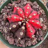 Rare Cactus - Gymnocalycium Mihanovichii Var. Friedrichii Variegata