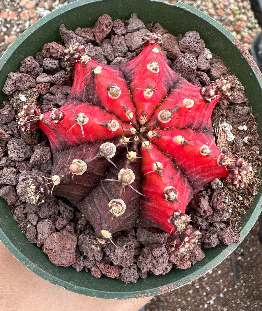 Rare Cactus - Gymnocalycium Mihanovichii Var. Friedrichii Variegata