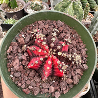 Rare Cactus - Gymnocalycium Mihanovichii Var. Friedrichii Variegata