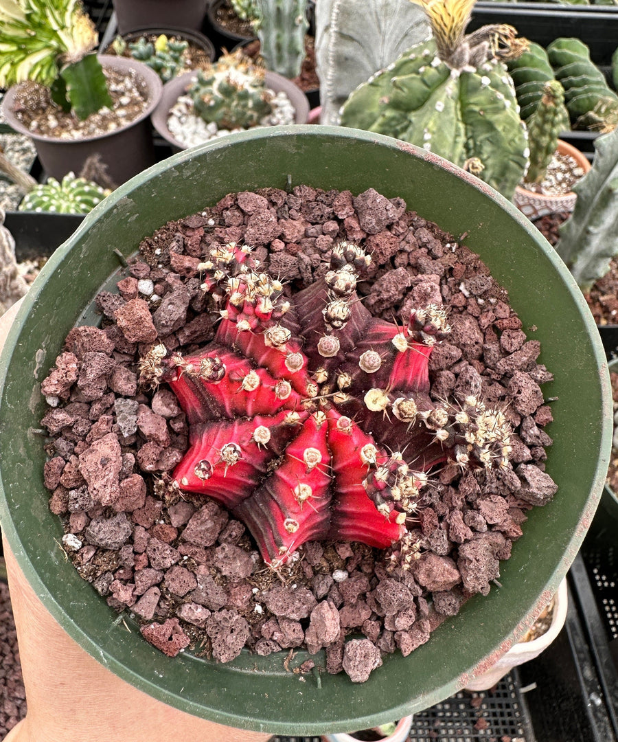 Rare Cactus - Gymnocalycium Mihanovichii Var. Friedrichii Variegata