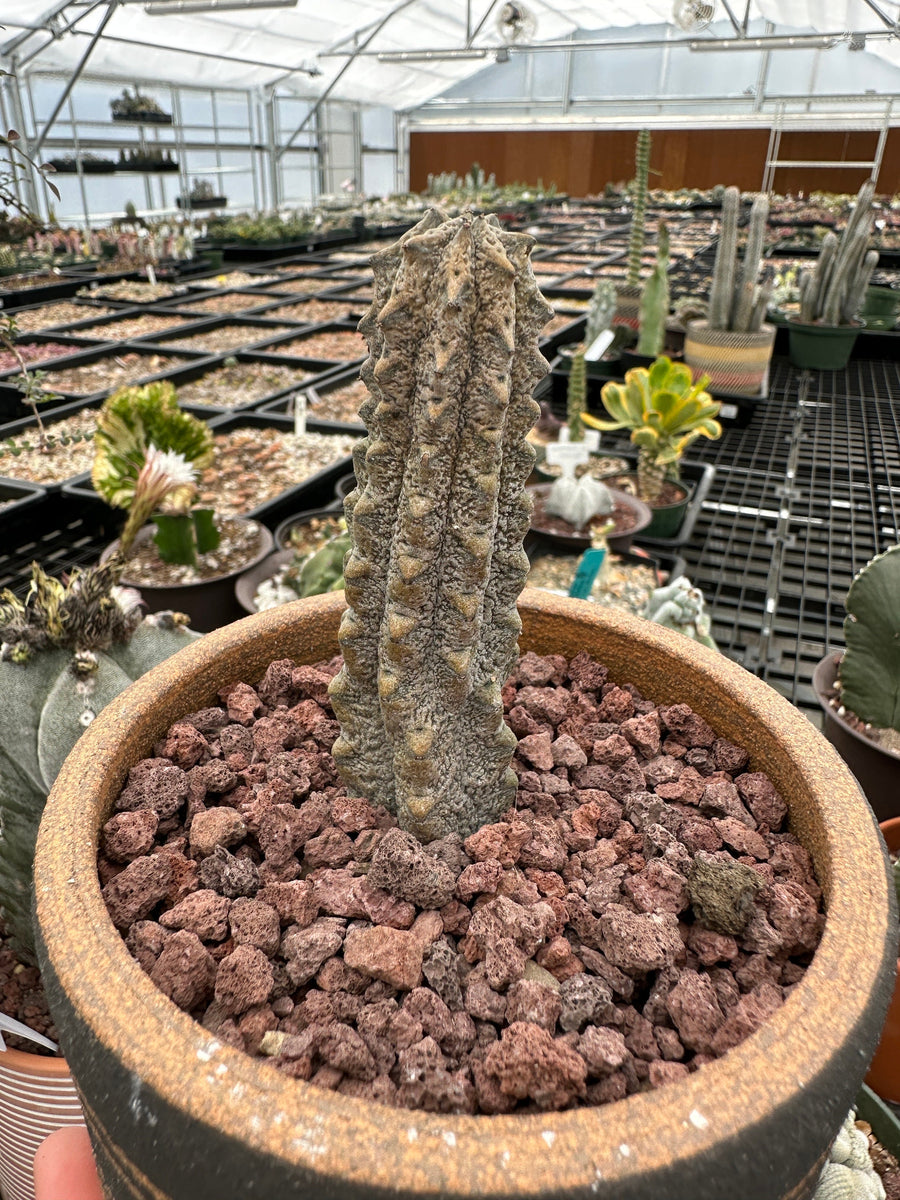 Rare Euphorbia - Euphorbia Abdelkuri grey small (4