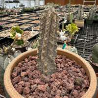 Rare Euphorbia - Euphorbia Abdelkuri grey small (4"-6" tall)