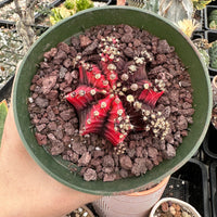 Rare Cactus - Gymnocalycium Mihanovichii Var. Friedrichii Variegata