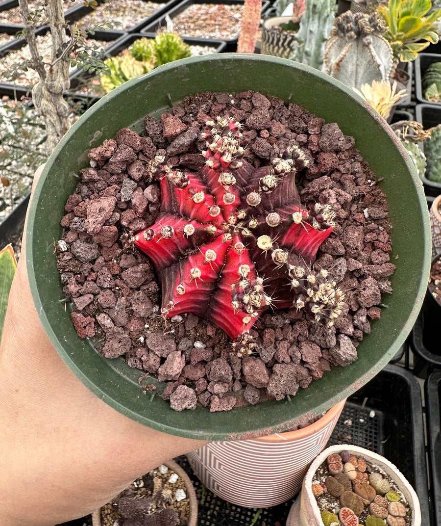 Rare Cactus - Gymnocalycium Mihanovichii Var. Friedrichii Variegata