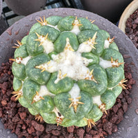 Rare Cactus - Coryphantha elephantidens white thorn