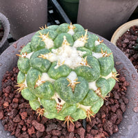 Rare Cactus - Coryphantha elephantidens white thorn