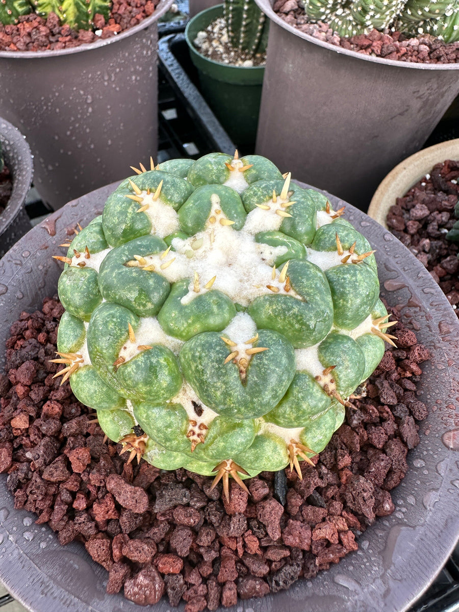 Rare Cactus - Coryphantha elephantidens white thorn