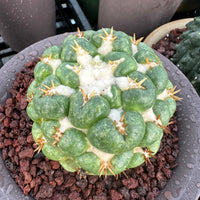 Rare Cactus - Coryphantha elephantidens white thorn