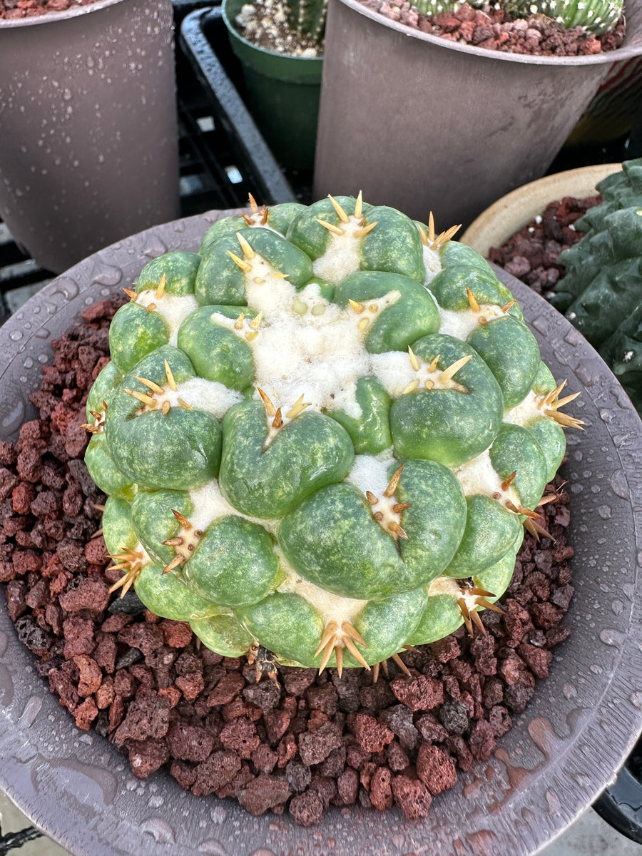 Rare Cactus - Coryphantha elephantidens white thorn