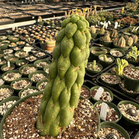 Rare Cactus - Eulychnia Castanea cv. varispiralis