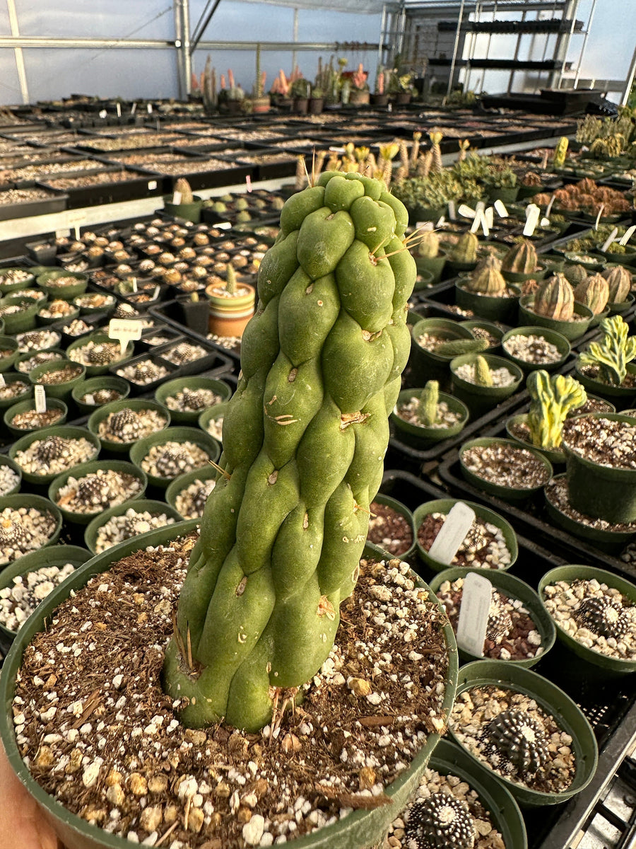 Rare Cactus - Eulychnia Castanea cv. varispiralis